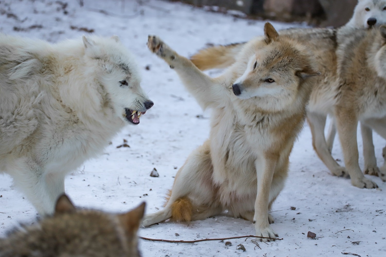 Exhibit Pack Update – 18 December 2023 | International Wolf Center