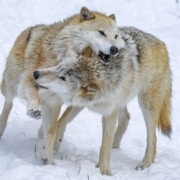 Caz and Blackstone mid-chase after a big snowfall.