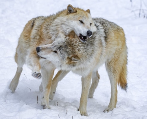 Caz and Blackstone mid-chase after a big snowfall.