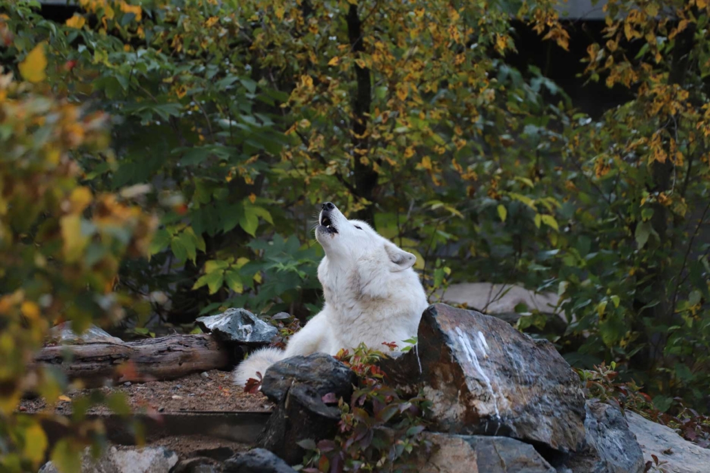 About Us Denali, a former ambassador wolf at the International Wolf Center
