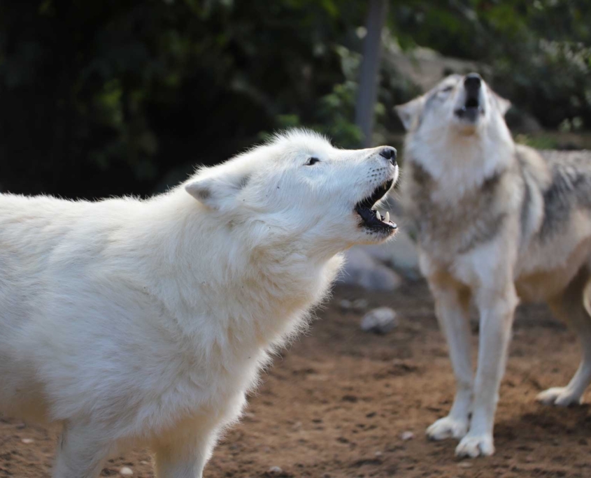 International Wolf Center