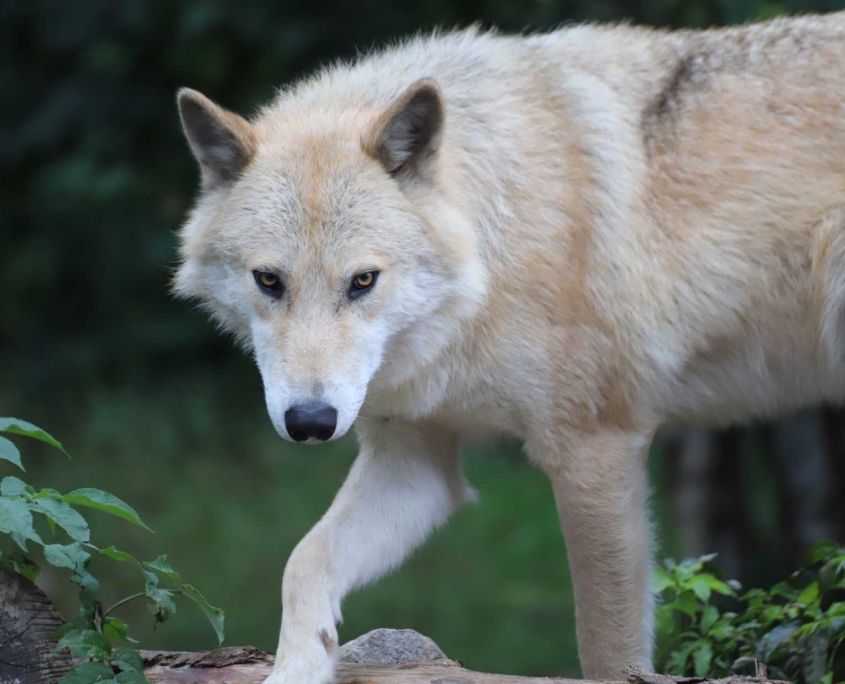 International Wolf Center