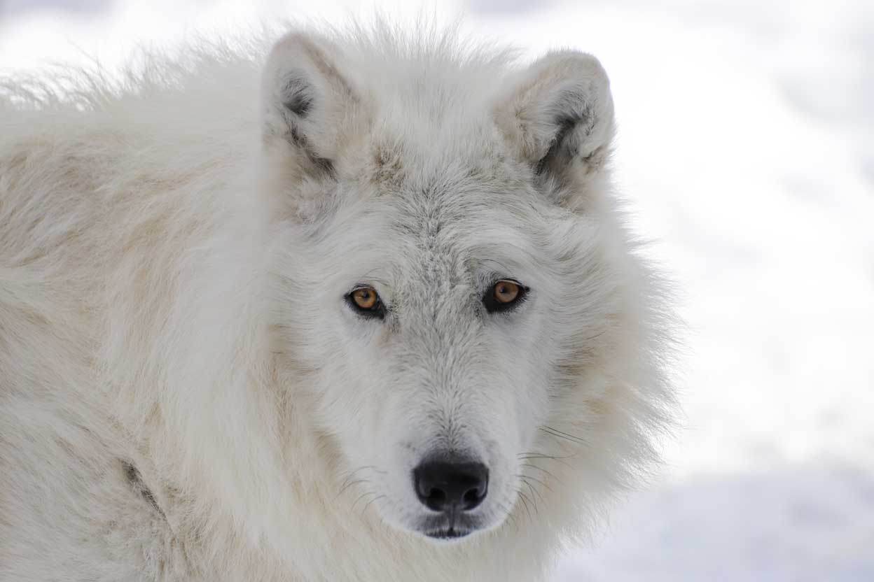 Axel, ambassador wolf at the International Wolf Center, euthanized