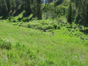 Researchers tested how fencing and beaver dams may bring back willows in Yellowstone. Credit: David Cooper