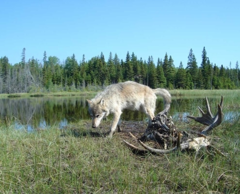 M93’s legacy did not end with the wolfpopulation; it affected another iconic animal—the moose. After 2008, as high levels of wolf inbreeding resumed, the rate at which wolves preyed on moose again declined. The moose population increased rapidly, and they browsed more on fir trees—another effect with long-term consequences.