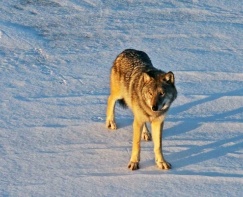 M93—an immigrant notrelated to any of the other wolves in the native Isle Royale population— quickly became the breeding male of one of three packs on Isle Royale, introducing new genes into the population. He sired 34 pups during the eight years he was breeding.