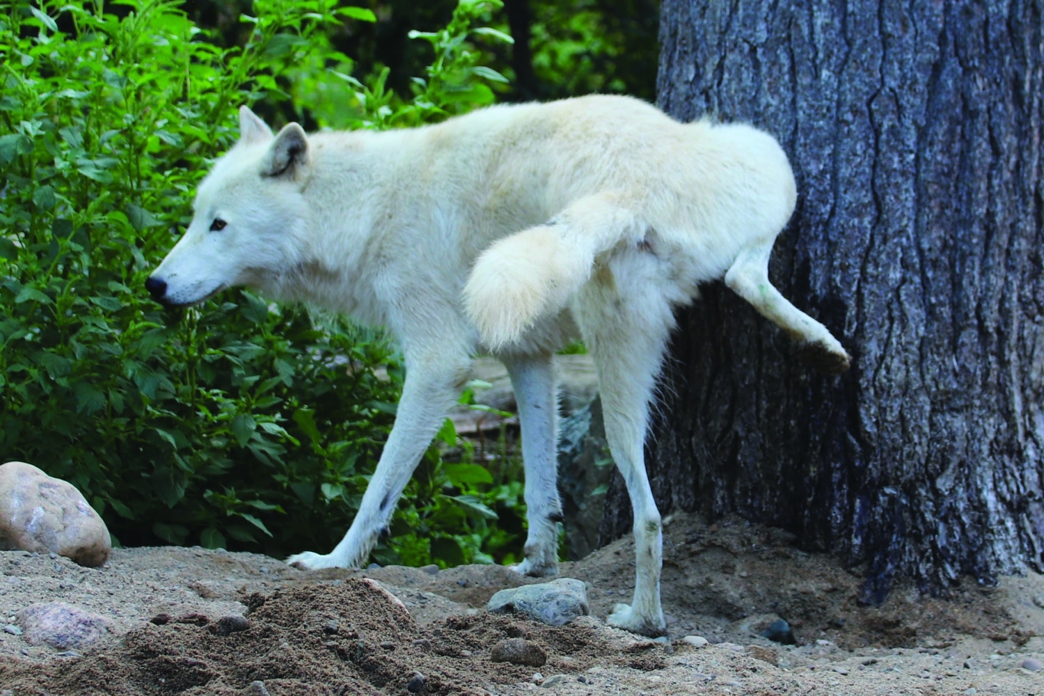 Wolves Taking Rouge Test Wolf Ethogram T-Z | International Wolf Center