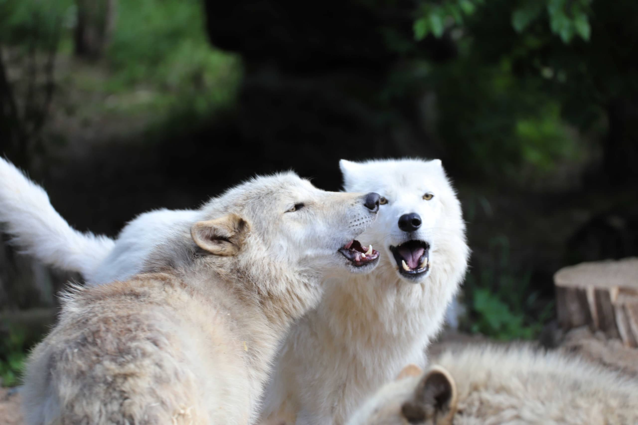 WCS_6-3-24_howl-CZ-GS-T2_landscape | International Wolf Center