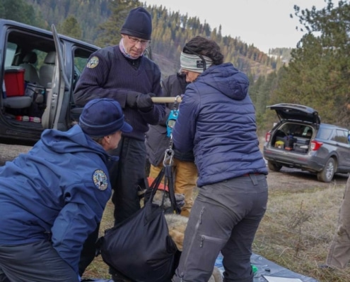  Colorado Parks and Wildlife veterinarian Pauline Nol and biologist Ellen Brandell examine 2307- OR on December 17, 2023.