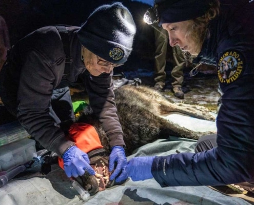 Colorado Parks and Wildlife veterinarian Pauline Nol and biologist Ellen Brandell examine 2307-OR on December 17, 2023.