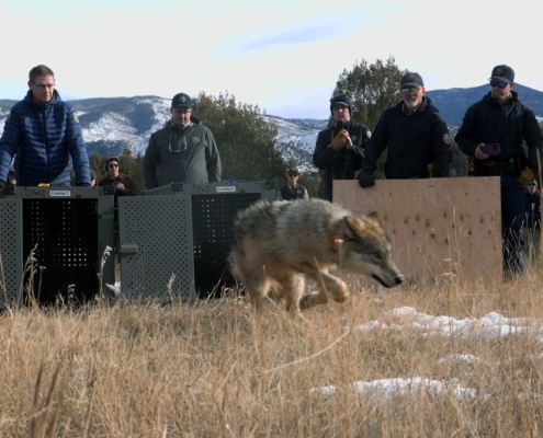 Colorado Parks and Wildlife released five gray wolves onto public land in Grand County,Colorado on Monday, December 18, 2023.Pictured is wolf 2303-OR.