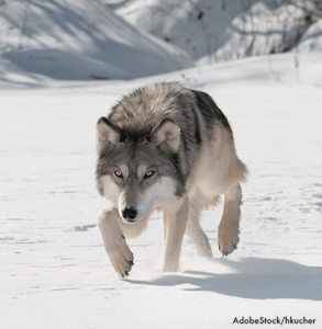 Fact or Scat: Wolves use only their sense of smell when hunting.