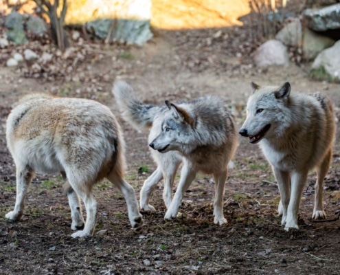 Ambassador wolves in the wolf yard