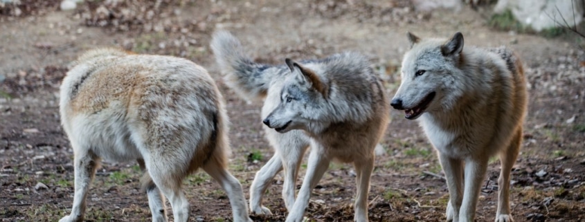 Ambassador wolves in the wolf yard