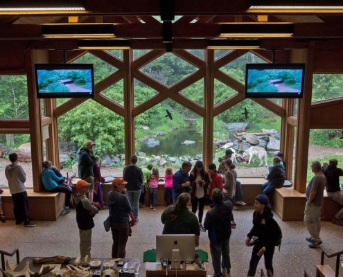 People observing wolves in the Center's auditorium