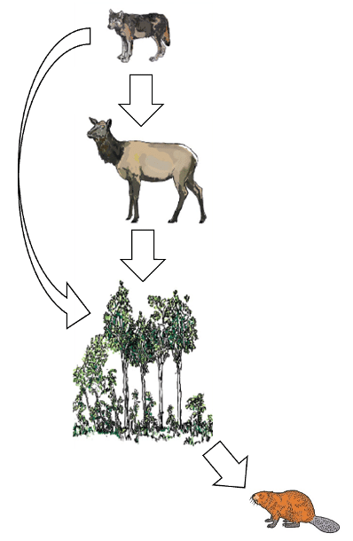 Expanded trophic cascade link from Beschta et al 2016 (NRC Research Press).Credit: Dan MacNulty