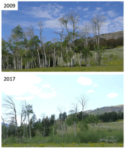 Aspen regrowth in Soda Butte Valley through time.