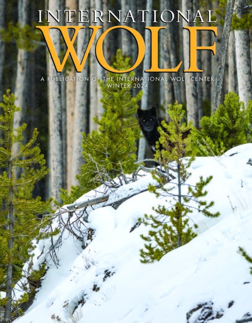 International Wolf magazine Winter Cover