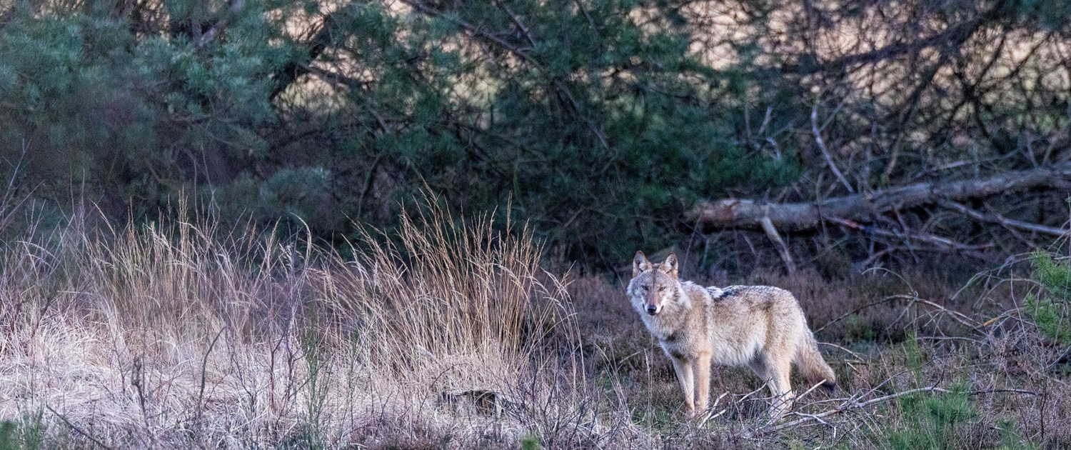 Young female wolf in heathland in Lower Saxony.