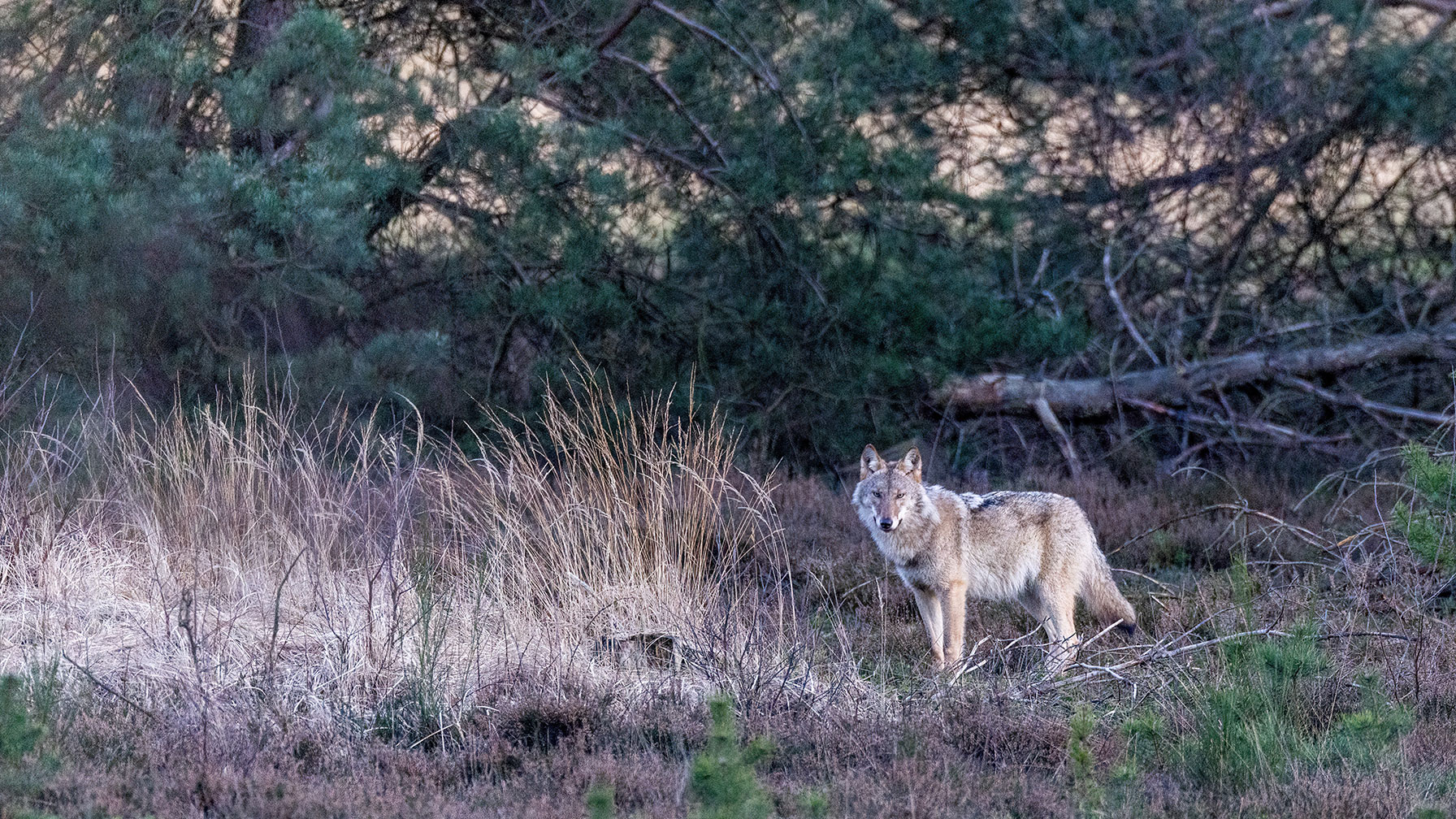 Project Herdenschutz Niedersachsen Young female wolf in heathland in Lower Saxony.