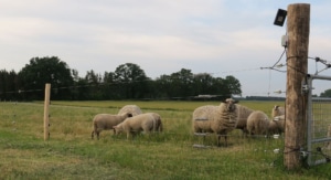 Wolf-deterrent five row electric permanent fence.