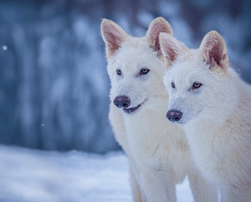 Colossal Biosciences Dire wolf pups, age three months.