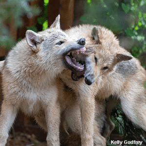 Researchers have found that play can have many important functions for wolf pups.
