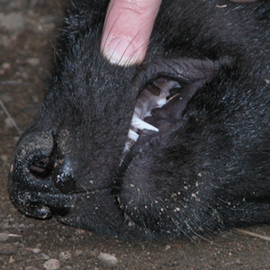 wolf pups are born without teeth. Around 15 days old, their milk teeth emerge, allowing them to eat soft foods. At around 6-7 months old, their adult teeth will replace those milk teeth.