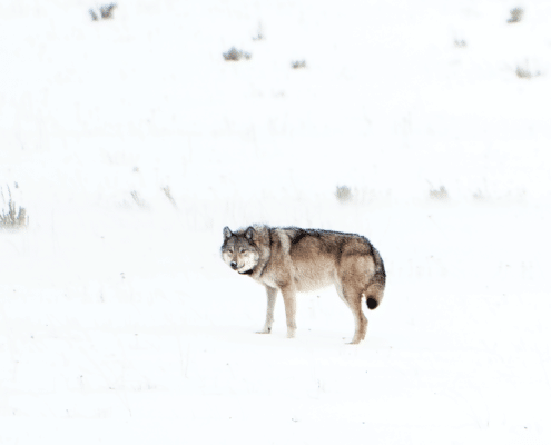 Yellowstone Wolf 907F