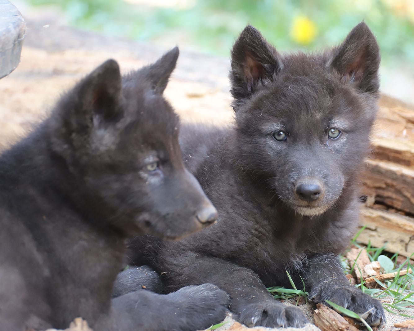 Cedar and Rowan, ambassador wolf pups
