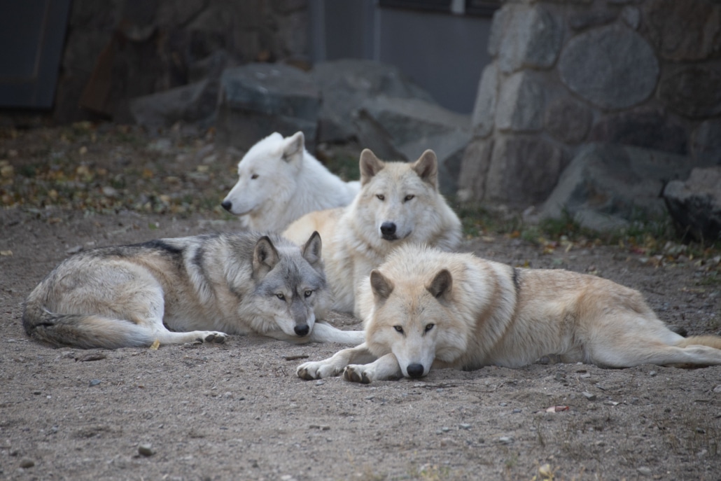 2024 Annual Report Wolf Care Summary