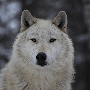 Caz Wolf Guardian Sponsorship