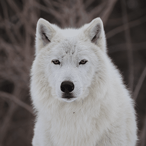 Grayson Wolf Guardian Sponsorship