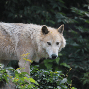 Blackstone Wolf Guardian Sponsorship