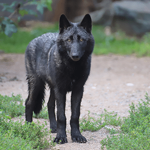 Cedar Wolf Guardian Sponsorship