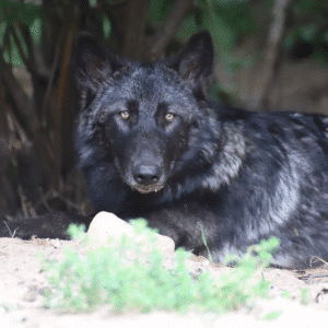 Ambassador wolf Rowan