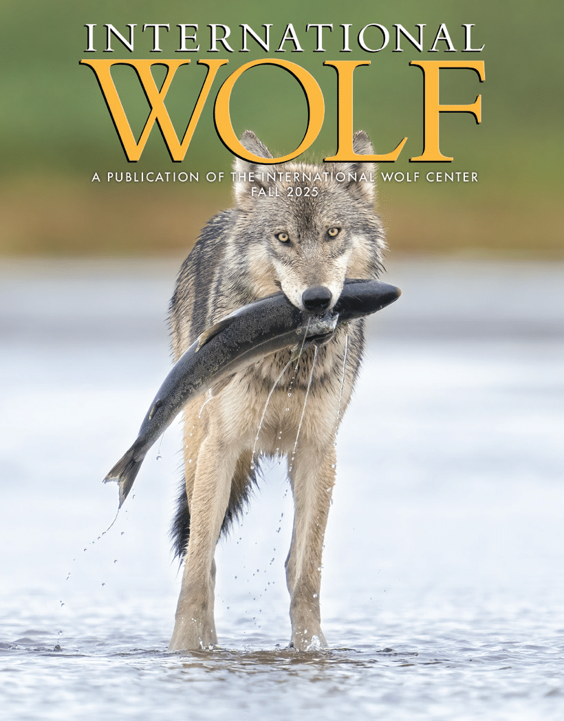 International Wolf Magazine - Fall 2025