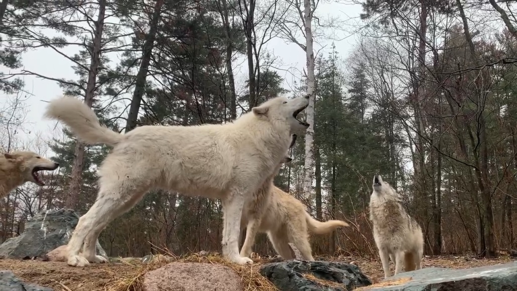Wolf howl | International Wolf Center