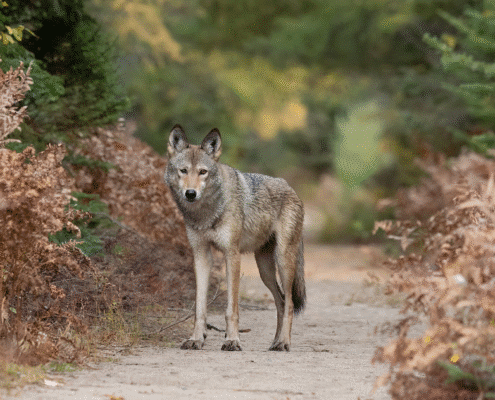 Living with Wolves: Sighting a wolf at close range in the wild is a rare occurrence Living with Wolves: Sighting a wolf at close range in the wild is a rare occurrence
