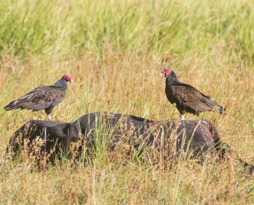 Living with Wolves: Dead livestock should be quickly disposed of, following state guidelines or laws, and not left where they are accessible to wolves and other scavengers. Living with Wolves: Dead livestock should be quickly disposed of, following state guidelines or laws, and not left where they are accessible to wolves and other scavengers.