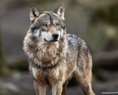 Wolf FAQs - image of gray wolf