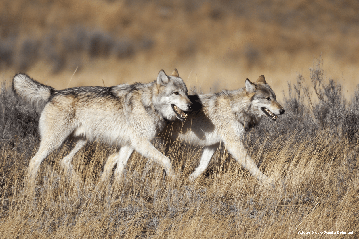 Wolf FAQs - Image of two wolves in a wolf pack