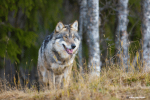 In the Company of wolves - gray wolf in forest In the Company of wolves - gray wolf in forest