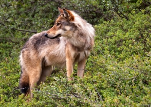 Do more wolves equal more predation? Wolf in vegatation.
