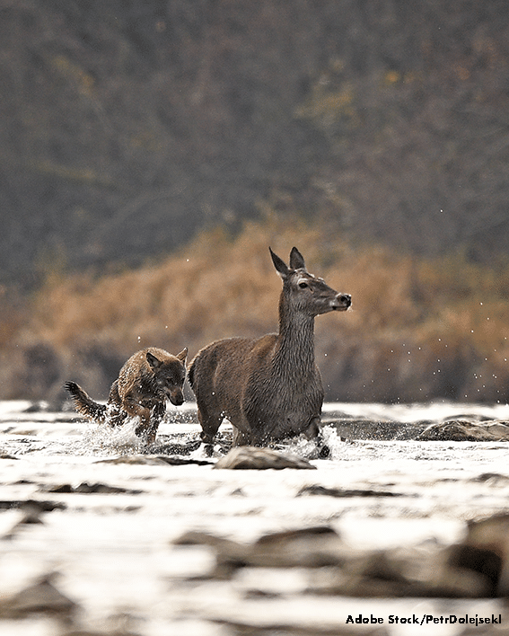 Wolf FAQs - Deer chasing a wolf through water