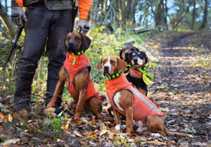 Wisconsin has a significant tradition of hunting with hounds, including the hunting of black bears, whose population is currently about 23 times higher than the wolf population.