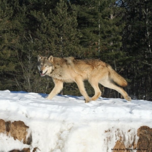 wolf dispersing.