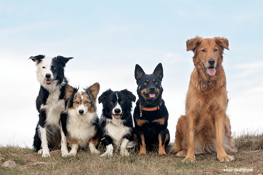 AdobeStock_Wendy_193041360 In the company of wolves - image of five different breeds of dogs
