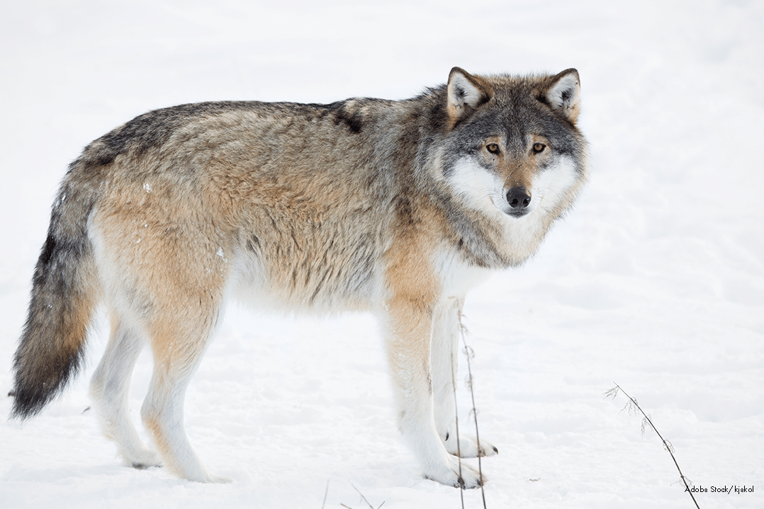 Gray Wolf in winter