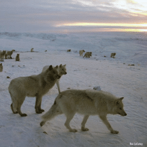 Arctic Wolves on Ellesmere Island